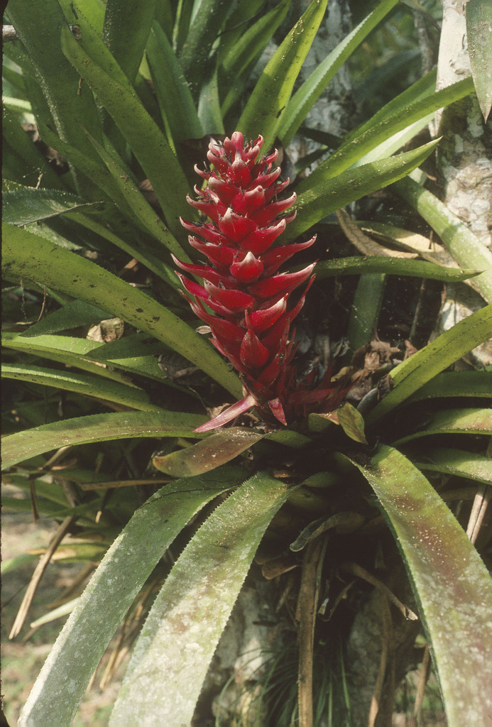 Aechmea poitaei