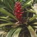Aechmea poitaei - Photo (c) Paul Donahue, some rights reserved (CC BY-NC), uploaded by Paul Donahue