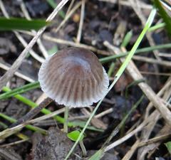 Mycena murina