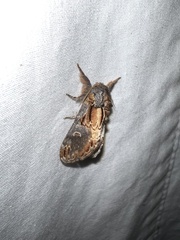 Notodonta scitipennis