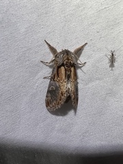 Notodonta scitipennis