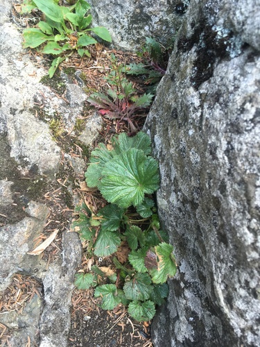 Image of Geum radiatum by (c) harrier, some rights reserved (CC BY)