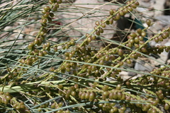 Beaucarnea
