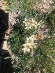 Anemonastrum zephyrum