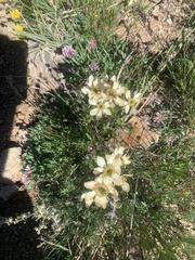 Anemonastrum zephyrum