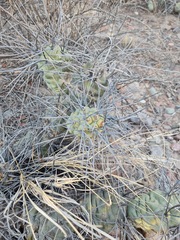 Tephrocactus aoracanthus