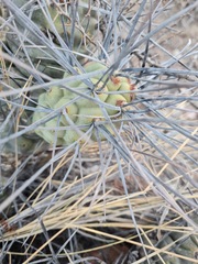 Tephrocactus aoracanthus