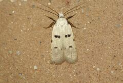 Stibaromacha ratella