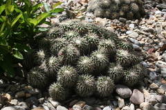Mammillaria compressa compressa