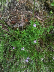 Houstonia montana