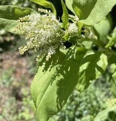 Koenigia phytolaccifolia