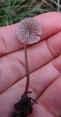 Mycena murina