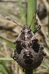 Picromerus bidens