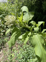Koenigia phytolaccifolia