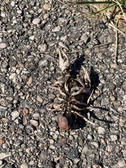 Procambarus gracilis