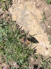 Euphydryas anicia brucei