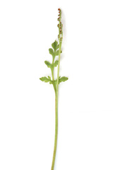 Botrychium michiganense