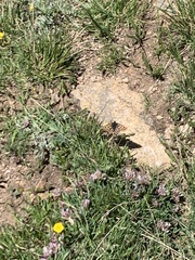 Euphydryas anicia brucei