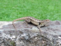 Sceloporus teapensis