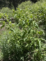 Koenigia phytolaccifolia