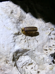 Lampyris zenkeri