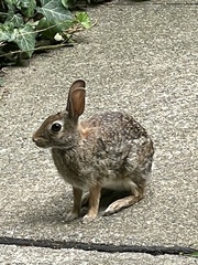 Sylvilagus floridanus