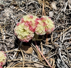 Eriogonum lobbii