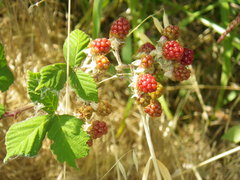 Rubus ursinus macropetalus