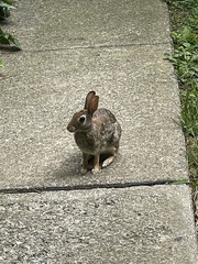 Sylvilagus floridanus
