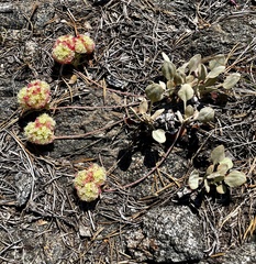 Eriogonum lobbii