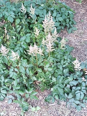 Astilbe rubra