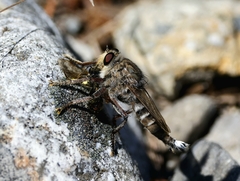 Promachus dimidiatus