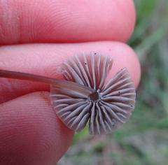 Mycena murina