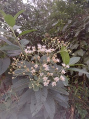 Vernonanthura tweedieana