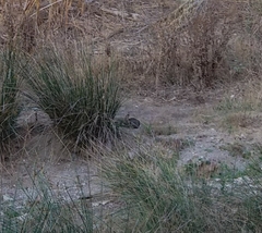 Oryctolagus cuniculus