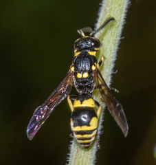 Symmorphus projectus