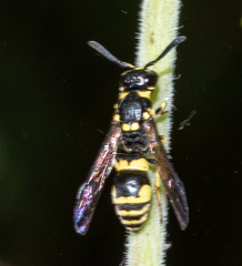 Symmorphus projectus