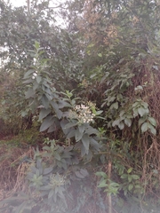 Vernonanthura tweedieana