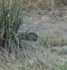 Oryctolagus cuniculus