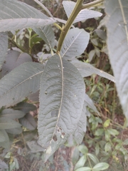 Vernonanthura tweedieana