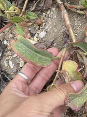 Rumex crassus