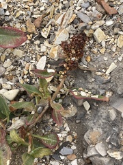 Rumex crassus