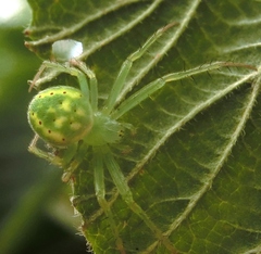 Araneus cingulatus