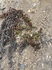 Rumex crassus