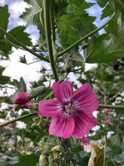 Malva assurgentiflora