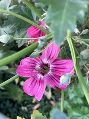 Malva assurgentiflora
