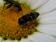 Acmaeoderella