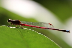 Oxyagrion