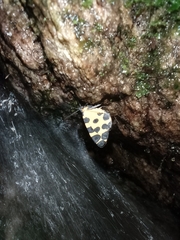 Pantherodes leonaria