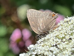 Satyrium calanus